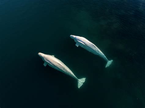 Two Beluga Whales Swimming Side Photograph By Raffi