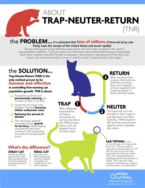 What Is Trap Neuter Return Tnr Forgotten Felines Huntsville