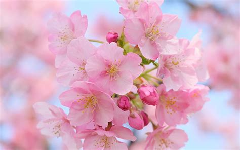 Hd Wallpaper Close Up Photo Of Pink Cherry Blossom Yangmingshan