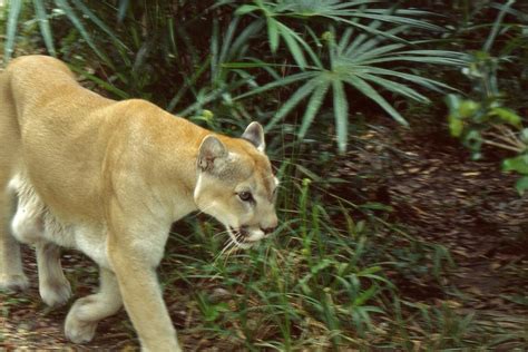 Puma Do Leste Foi Oficialmente Declarado Extinto De Novo Oeco