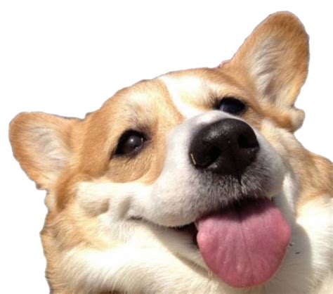 Cute Corgi Dog Transparent Background Png Mart