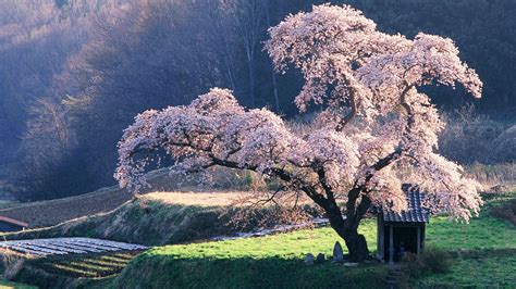 Japanese Mountains Wallpapers Top Free Japanese Mountains Backgrounds