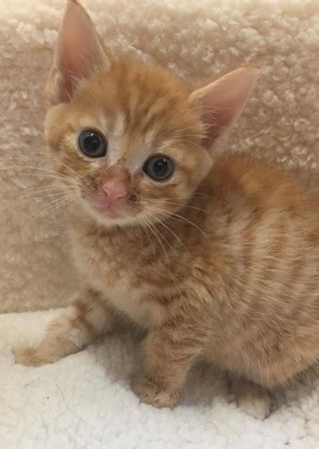 Ginger Male Kittens For Sale Adoption From Leeds England West Yorkshire