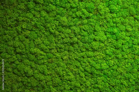 Close Up Green Moss Texture Background Green Texture Stock Photo