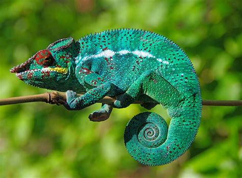 Das jemenchamäleon (chamaeleo calyptratus) zählt mit über 60 zentimetern maximallänge zu den chamaeleo calyptratus — jemenchamäleon jemenchamäleon (chamaeleo calyptratus). Chamäleon: Haltung und Pflege | ZooRoyal Ratgeber