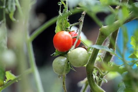 Mexico And Us Reach Deal To End Tomato Tariff Spat Grainews