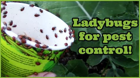 Releasing Ladybugs In Our Garden Natural Pest Control Youtube