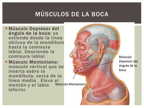 Musculos De La Boca