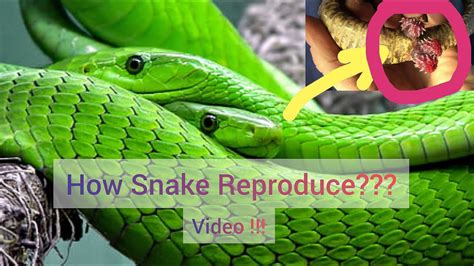 Snakes Mating Snakes Having Sex Snakes Having Romance Snakes