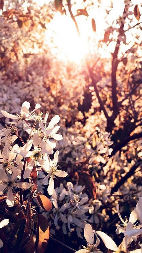 Tree Flower Blossom Spring Nature Iphone 8 Wallpapers Free Download