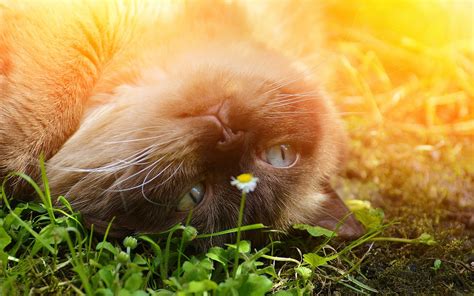 Download Wallpapers Balinese Cat Close Up Fluffy Cat Cute Animals