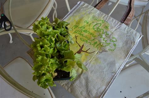 What Am I Growing In A Grocery Bag Ramblings From A Desert Garden