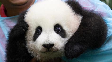 Panda Cub Makes Public Debut At Malaysia Zoo 5 Months After Birth Kutv