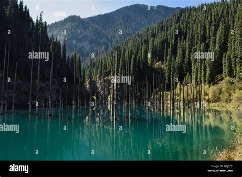 Morto In Abete Asiatici Tronchi Di Alberi Nel Lago Kaindy In Kungey