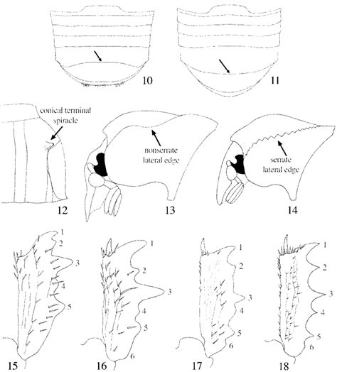 10Ð11 Ventral View Of Sternites In V Seticollis Male 10 And Female