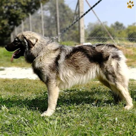 Karst Shepherd🐕kraški Ovčar Wdogsintheworld From Slovenia Karst