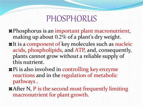 Role Of Phosphorous In Plants My Planting Hobby Information Carriers