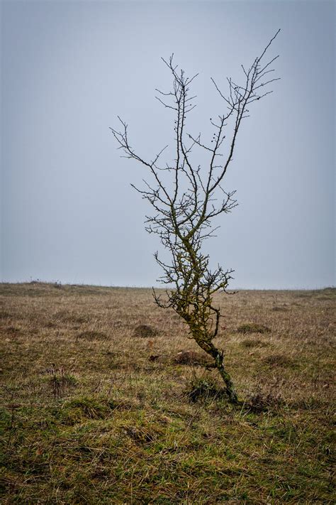 Small Lonely Tree On Behance