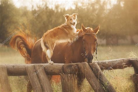 Red Border Collie Dog And Horse — Stock Photo © Ksuksann 24601675