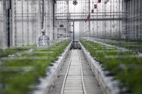 Canadas Aphria Tilray Merge To Form Worlds Largest Pot Firm