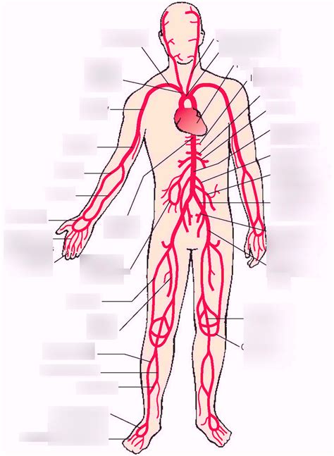 Arteries Of The Body Diagram General Wiring Diagram