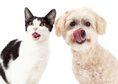 Find the perfect dog licking lips stock photos and editorial news pictures from getty images. Cat And Dog Licking Lips Photograph by Susan Schmitz