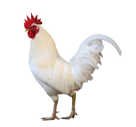 White Free Range Male Rooster Isolated On White Background 10792675 Png