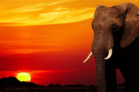 Elephant Sunset African Nature Wall Art Print Framed