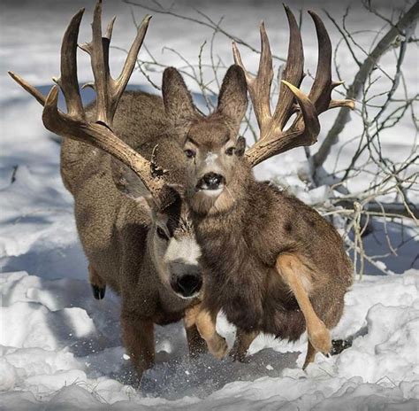 Pin By Lane Sommer On Critters Big Deer Mule Deer Hunting Whitetail