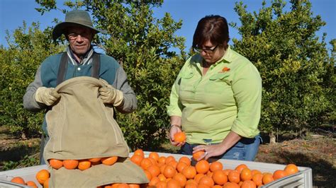 Fruit Harvesting Jobs Australian Government Offers 6000 Relocation
