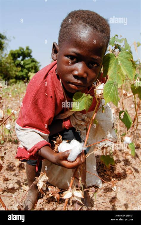 Kinderarbeit Baumwolle Burkina Faso Hi Res Stock Photography And Images