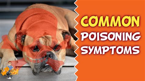 Has Your Dog Been Poisoned The Deadly Signs Of Poisoning — Our Pets