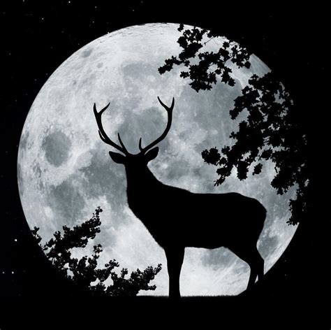 Dont Miss Out Buck Supermoon Will Be The Largest Full Moon This Year