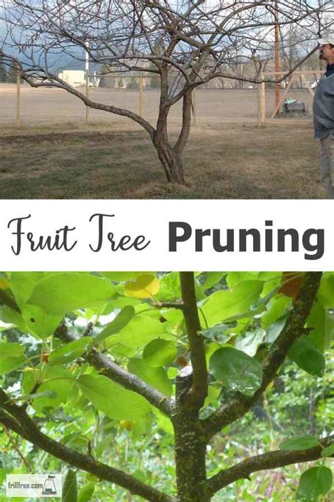Fruit Tree Pruning Techniques For Better Fruit Production