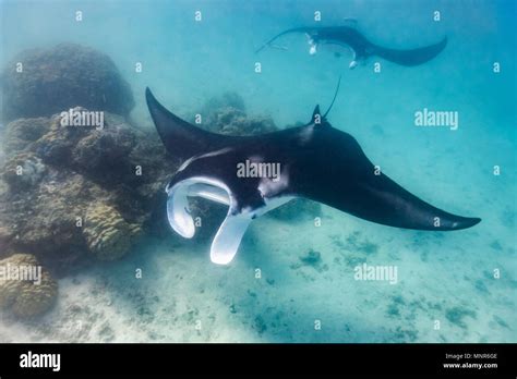 Manta Ray Swimming In The Ocean In French Polynesia Stock Photo Alamy