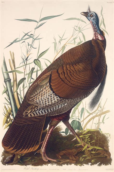 wild turkey male princeton audubon prints