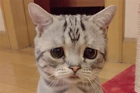 This May Be This Cutest Saddest Cat Ever