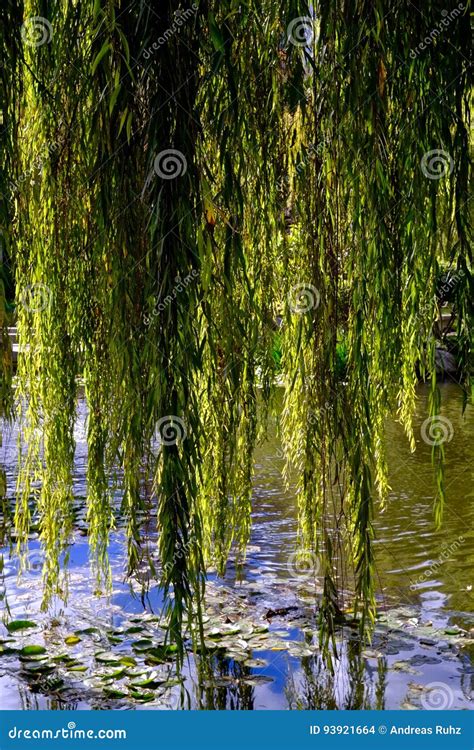 Diaphanous Weeping Willow Branches Hanging Over A Reflective Pond