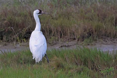 Whooping Crane Aransas National Wildlife Refuge Texas Flickr