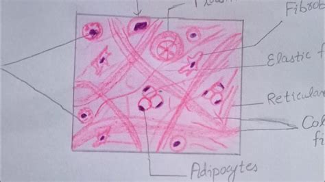 Loose Connective Tissue Histology Drawinghow To Draw Loose Connective