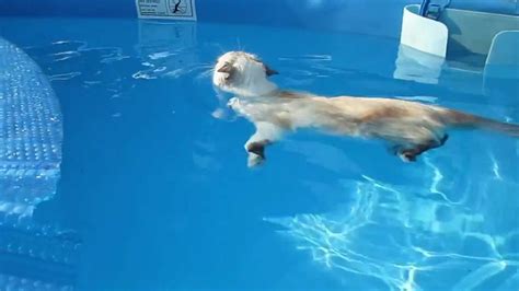 Kittens Swimming