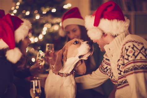 ‘tis The Season For Holiday Pet Safety Tips Beverly Hills Veterinary