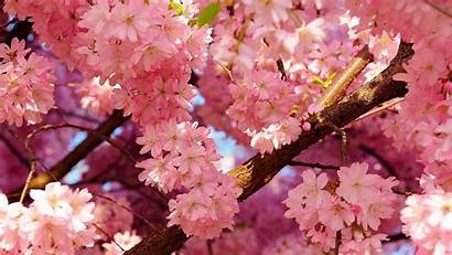 Spring Background Cherry Blossoms Desktop Wallpapers Vector