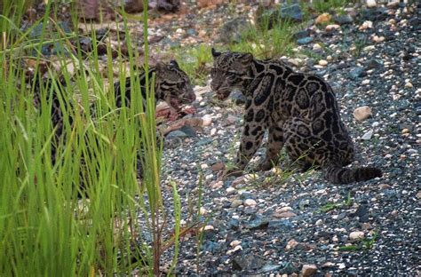 Therefore, ching ming festival is also known i flew from miri to kuching with my eldest brother yesterday by air asia�for this year's ching ming. Rare Bornean clouded leopards caught on camera in ...