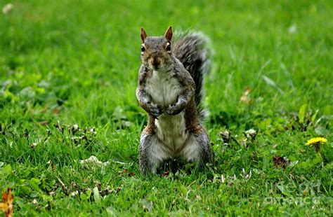 Standing Squirrel Photograph By Bailey Maier