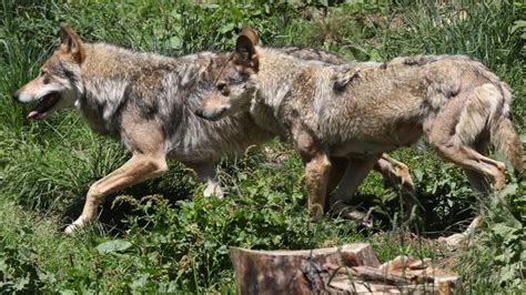 France To Let Wolf Population Grow Despite Farmers Fears Bbc News
