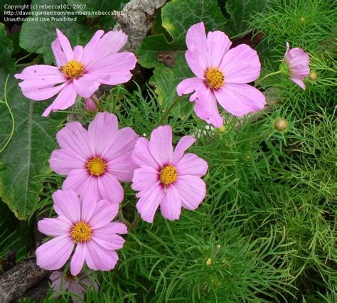Plantfiles Pictures Common Cosmos Mexican Aster Sonata Series Mixed