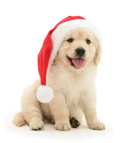 Posted by admin november 22, 2018 in christmas. Have a furry merry christmas! These adorable snaps of puppies and kittens in festive hats will ...