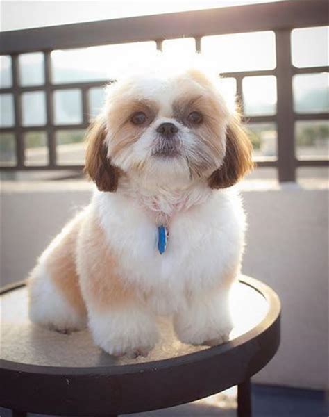99 Best Shih Tzu Haircuts And Grooming Techniques For You