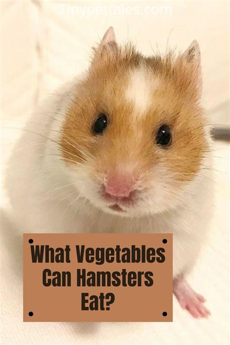 what vegetables can hamsters eat list serving size and more in 2021 hamster hamster